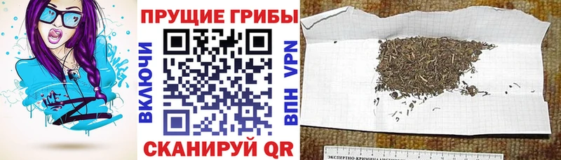 Псилоцибиновые грибы Cubensis  Коряжма 